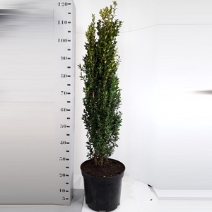Buxus sempervirens Graham Blandy - 100cm Zuilvorm