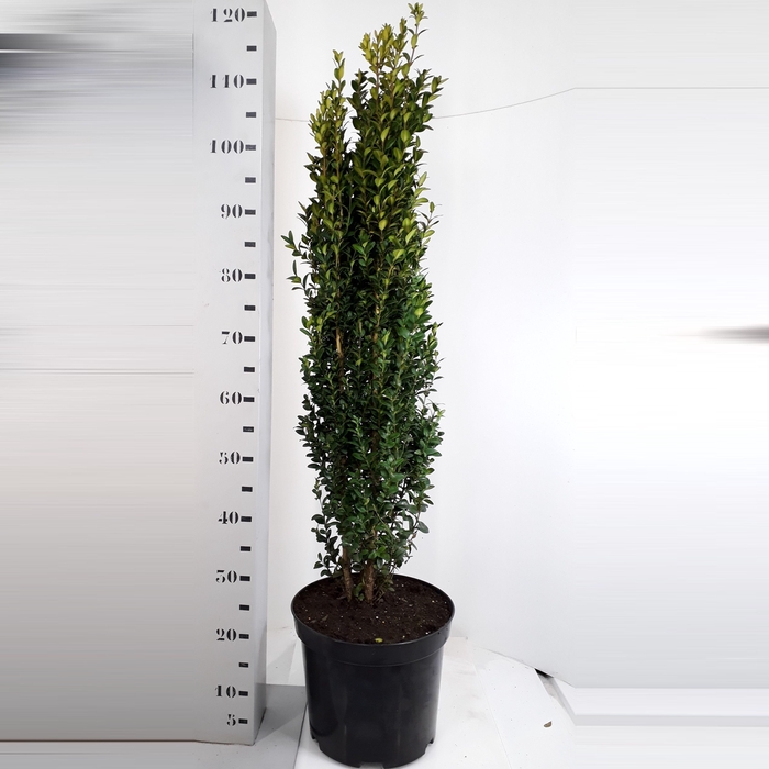 <h4>Buxus sempervirens Graham Blandy - 100cm Zuilvorm</h4>