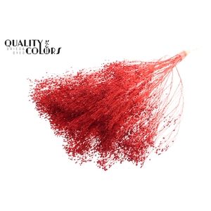 Broom Bloom p/bunch in poly Bleached Red