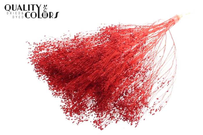 <h4>Broom Bloom p/bunch in poly Bleached Red</h4>