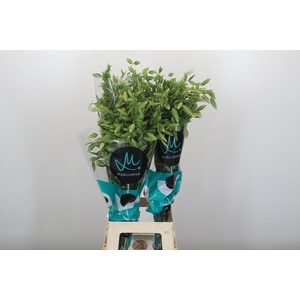 Chasmanthium latifolium 'Mantis'