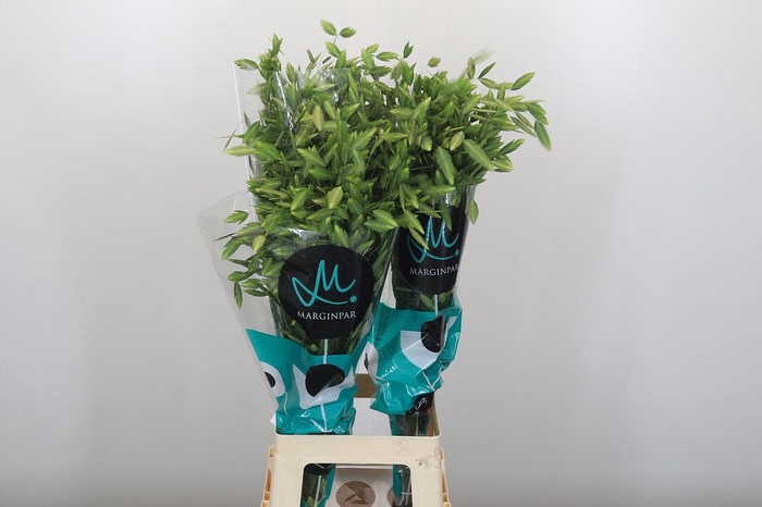 <h4>Chasmanthium latifolium 'Mantis'</h4>