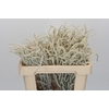 Amaranthus Yearming Desert