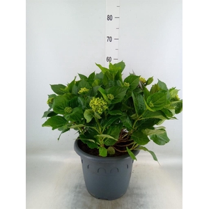 Hydrangea mac. 'Early Rosa'