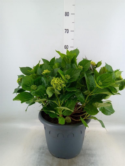 <h4>Hydrangea mac. 'Early Rosa'</h4>