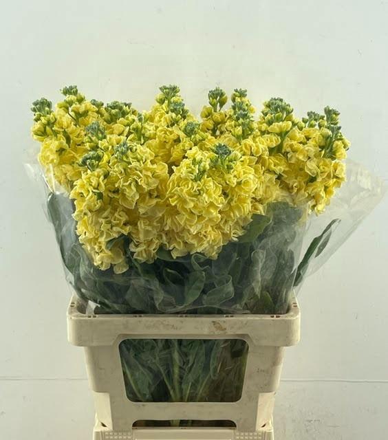 <h4>MATTH IRON YELLOW</h4>