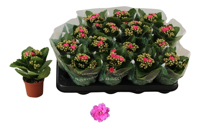 <h4>KAL GE NANDO PINK</h4>