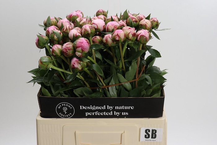 <h4>Paeonia Sarah Bernhardt</h4>