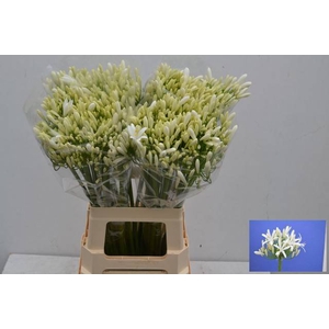 Agapanthus White Bianca Perla Eijk