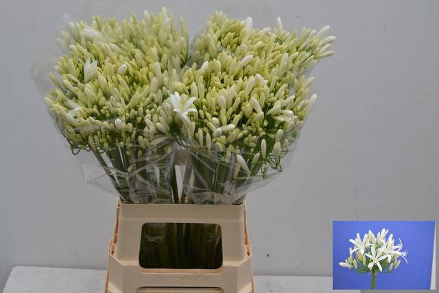 <h4>Agapanthus White Bianca Perla Eijk</h4>