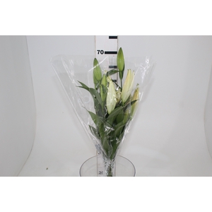 LIRIO ZAMBESI 070 CM HT MIN 2 FLS