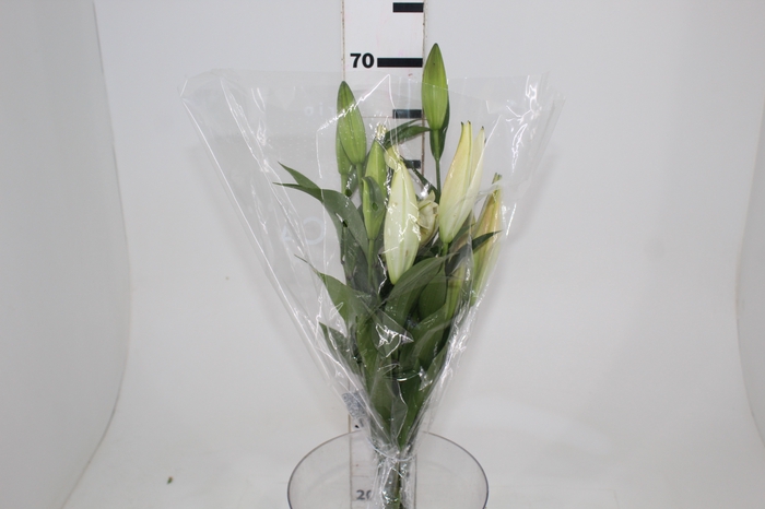 <h4>LIRIO ZAMBESI 070 CM HT MIN 2 FLS</h4>