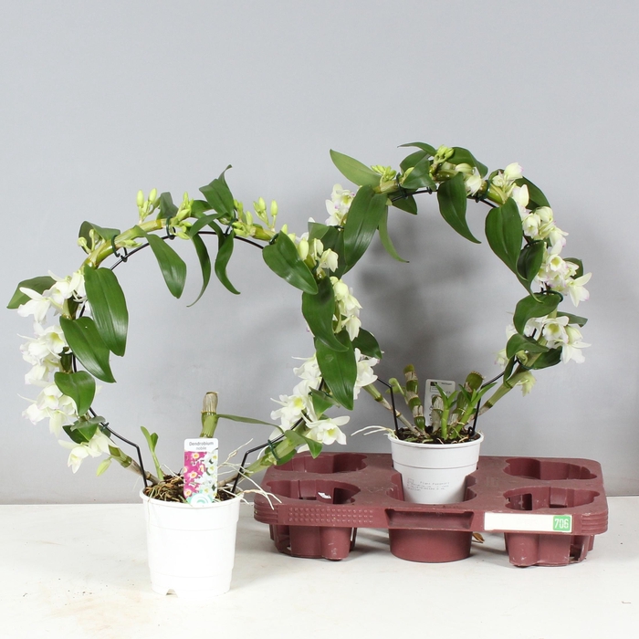 <h4>DENDR N SC APOLLON</h4>