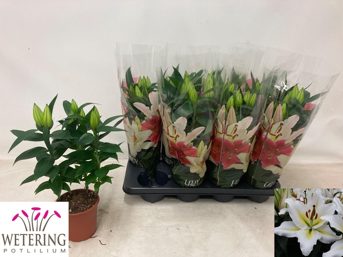 <h4>LIL OR SUNNY AZORES</h4>