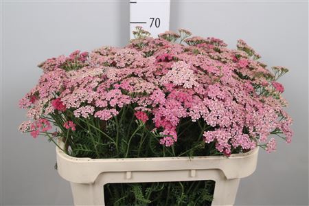 <h4>Achillea millef. 'Daphne'</h4>