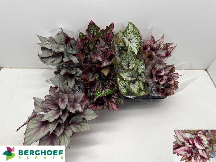 <h4>BEG BEL GEM</h4>