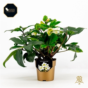 Helleborus HGC Ice N Rosès White P15 goud