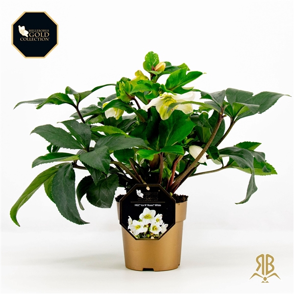 <h4>Helleborus HGC Ice N Rosès White P15 goud</h4>