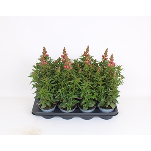 Antirrhinum Majus oranje