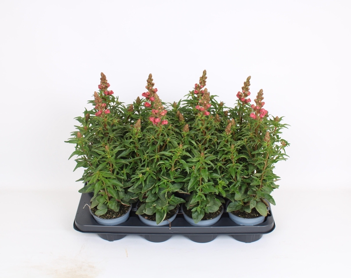 <h4>Antirrhinum Majus oranje</h4>
