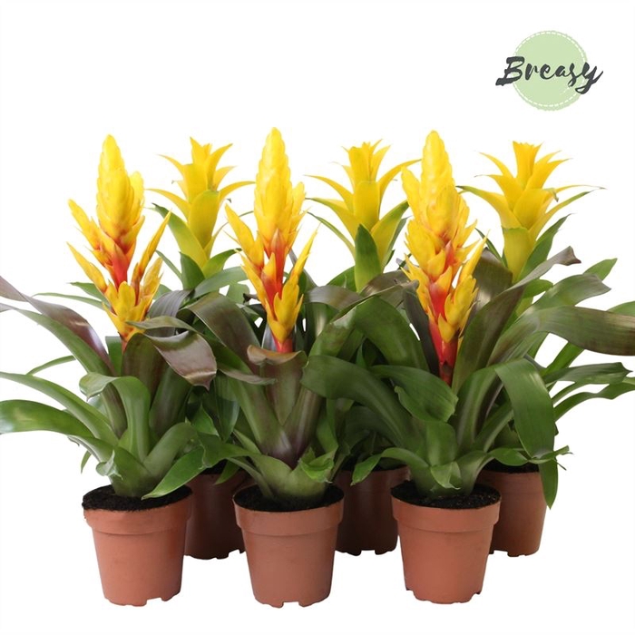 Bromelia