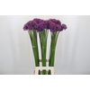 Allium Gladiator