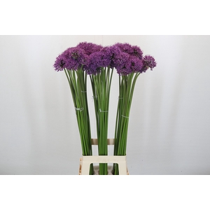 Allium Gladiator