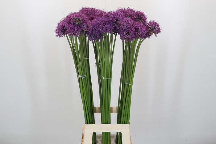 <h4>Allium Gladiator</h4>