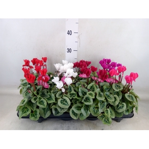 Cyclamen KL 'Picasso'