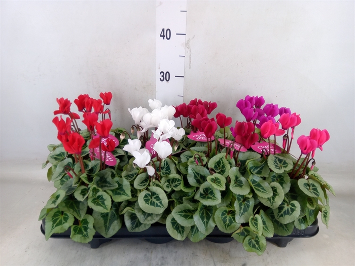 <h4>Cyclamen KL 'Picasso'</h4>
