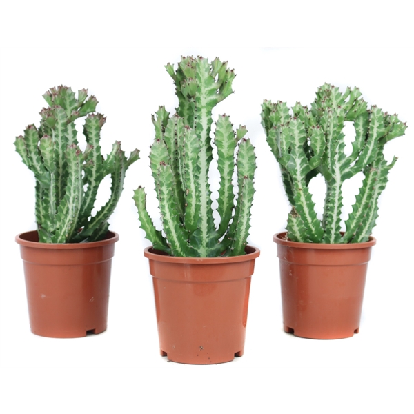 <h4>Euphorbia lactea 17 cm</h4>