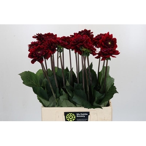 Dahlia Red Runner