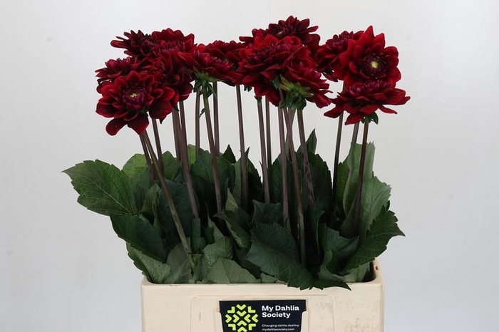 <h4>Dahlia Red Runner</h4>
