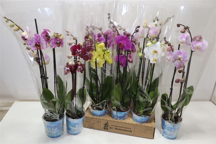 <h4>arr8 Phal Gem 4 Kl</h4>