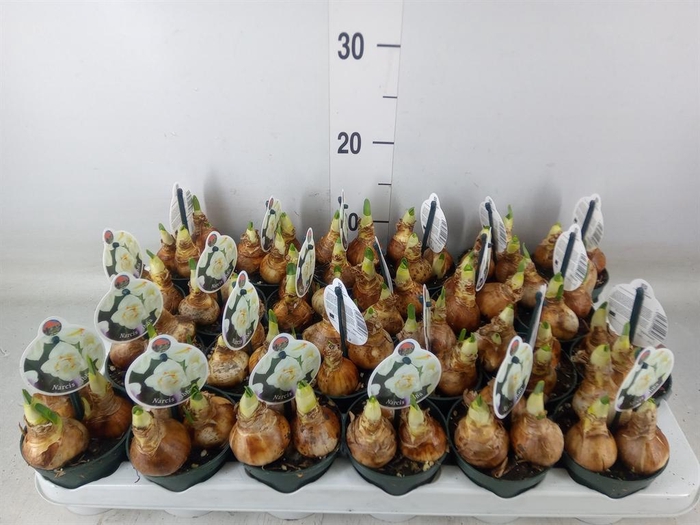 <h4>Narcissus DU 'Abba'</h4>