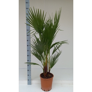 WASHINGTONIA FILIFER