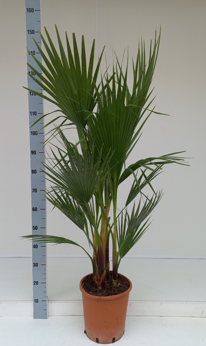 <h4>WASHINGTONIA FILIFER</h4>