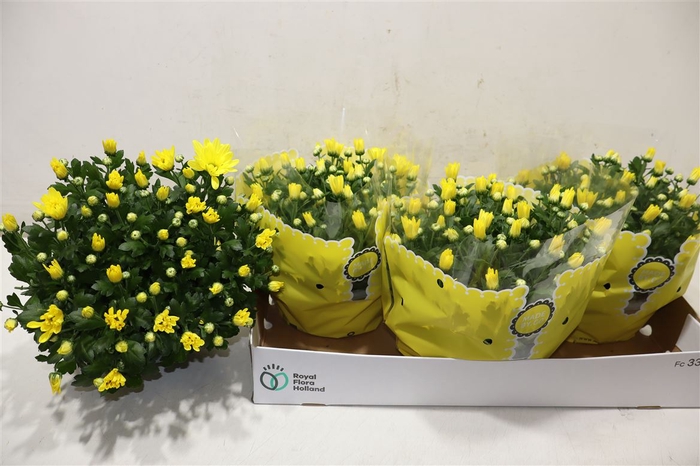 <h4>Chrys Tapas Time</h4>