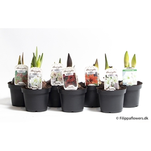 HIPPEASTRUM-HYBRID P13 MIX