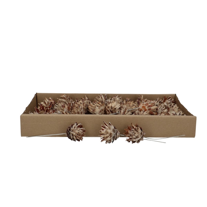 <h4>Droogvrucht Plumosum/draad x40</h4>