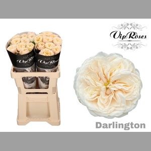 R GR DARLINGTON x20