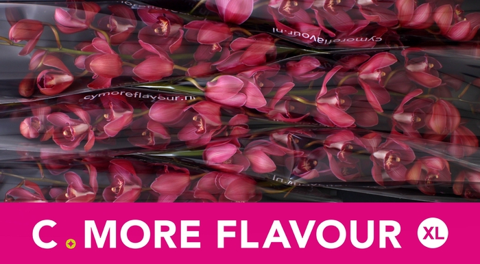 <h4>CYMB T RED DREAM</h4>