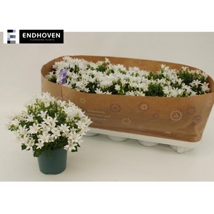 CAMP PORTENSCHLAGIAN