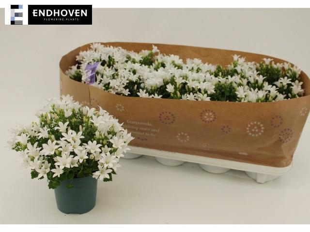 <h4>CAMP PORTENSCHLAGIAN</h4>