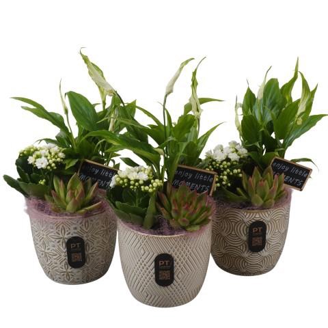 <h4>PTIB5193 Arrangement Indoor in keramiek pot</h4>