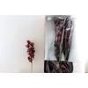 Cymb Red 12/15 Bl Per Tak