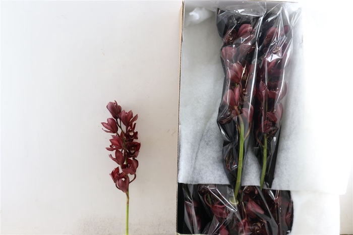 Cymb Red 12/15 Bl Per Tak