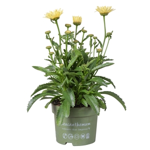 Leucanthemum Banana Cream