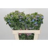 Oxypetalum Tweedia Blue