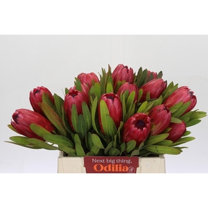 Protea Red Ice